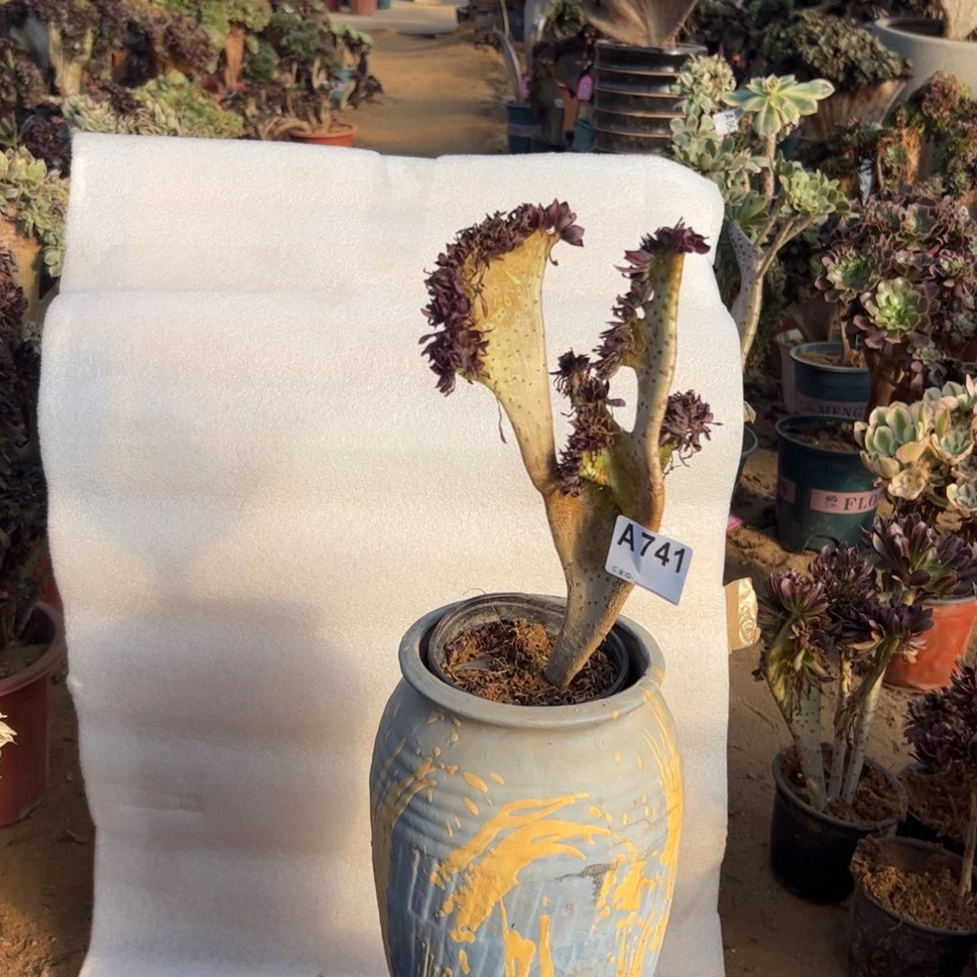 黑缀741满28包邮啦