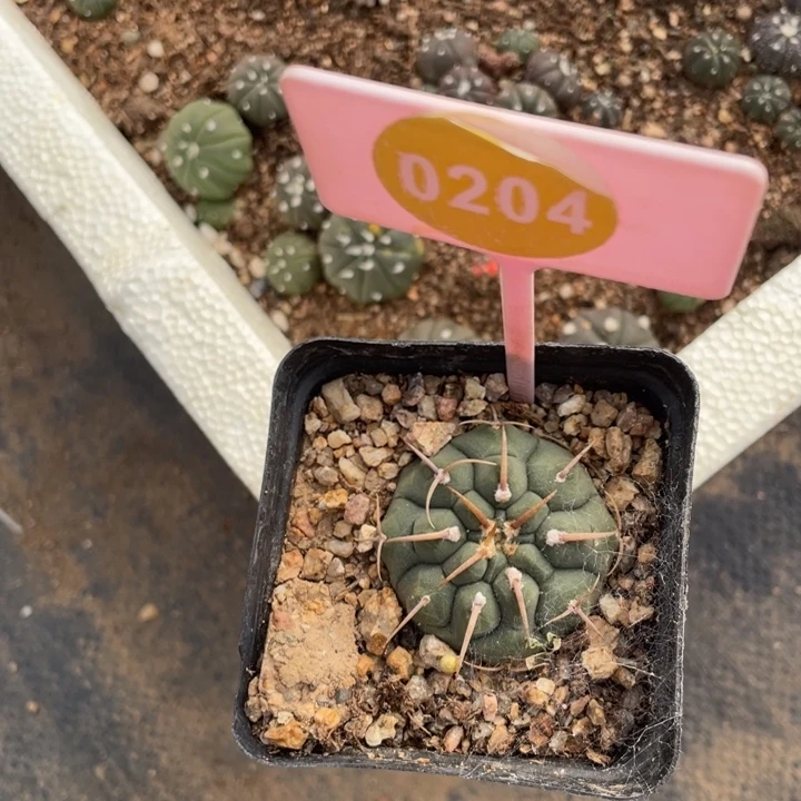 仙人球一棵0204000000