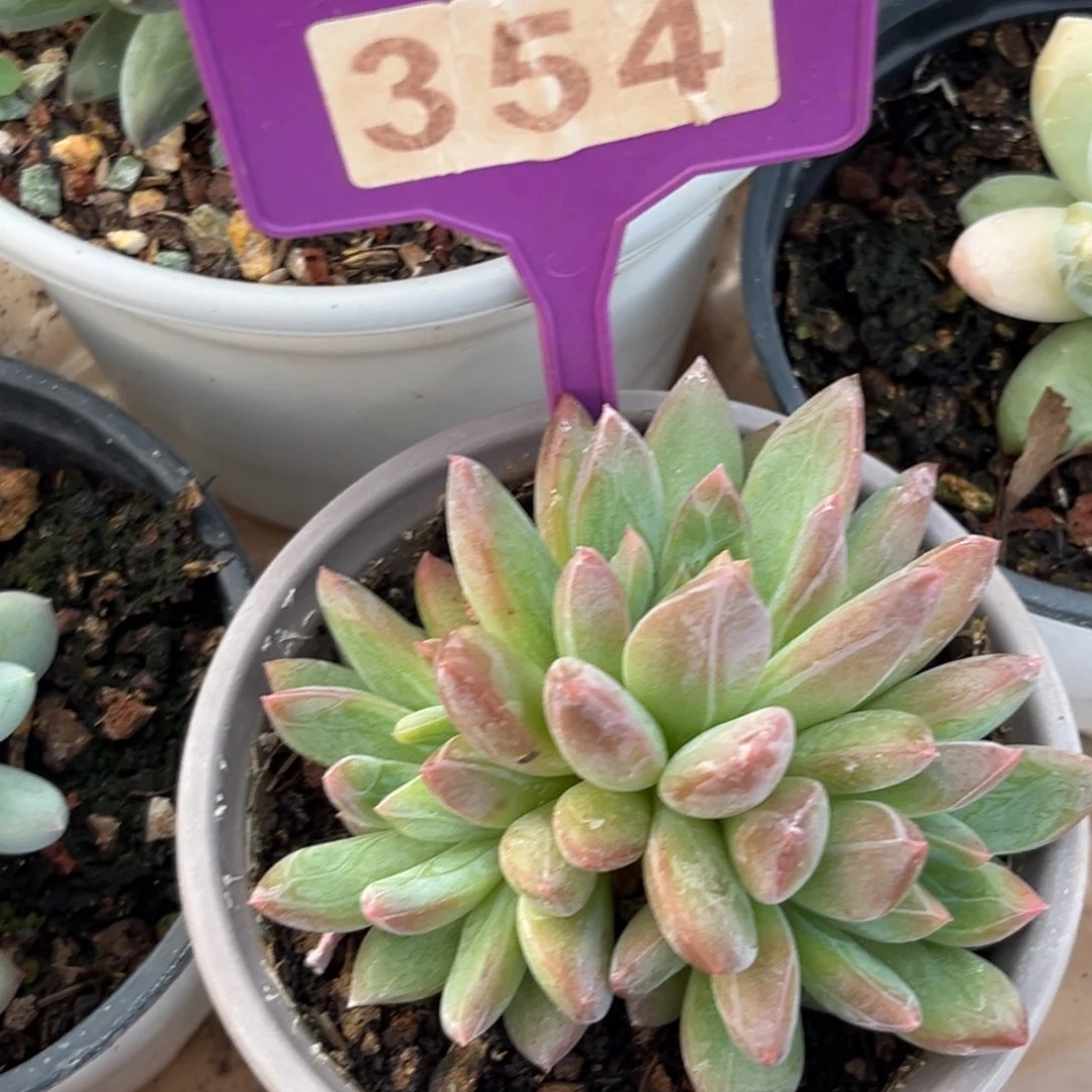 暗纹美人多肉植物354