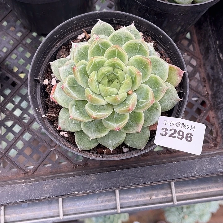 阿雅园艺。        3296钻石珍妮
