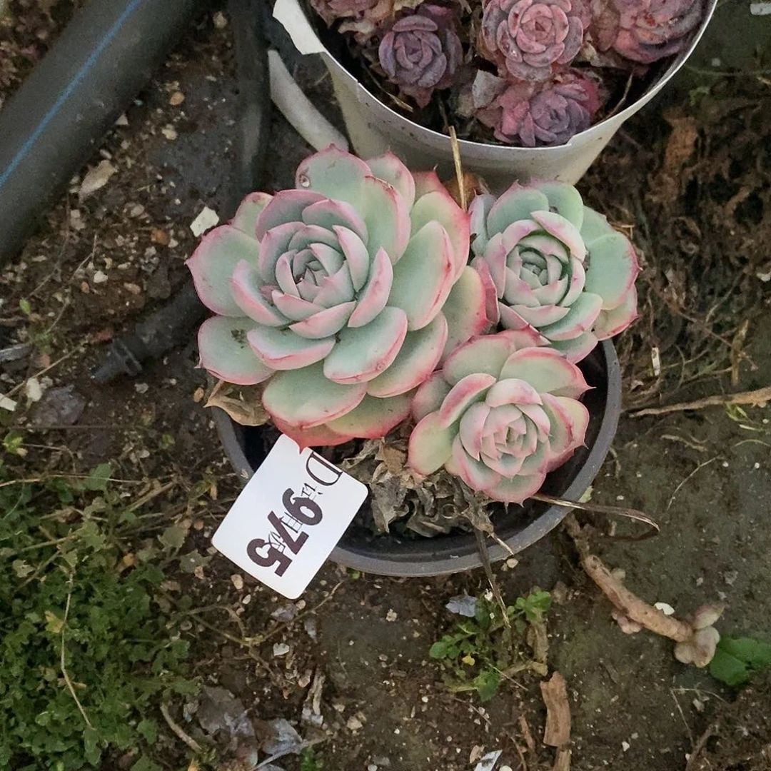 小***Y975侧影多肉植物