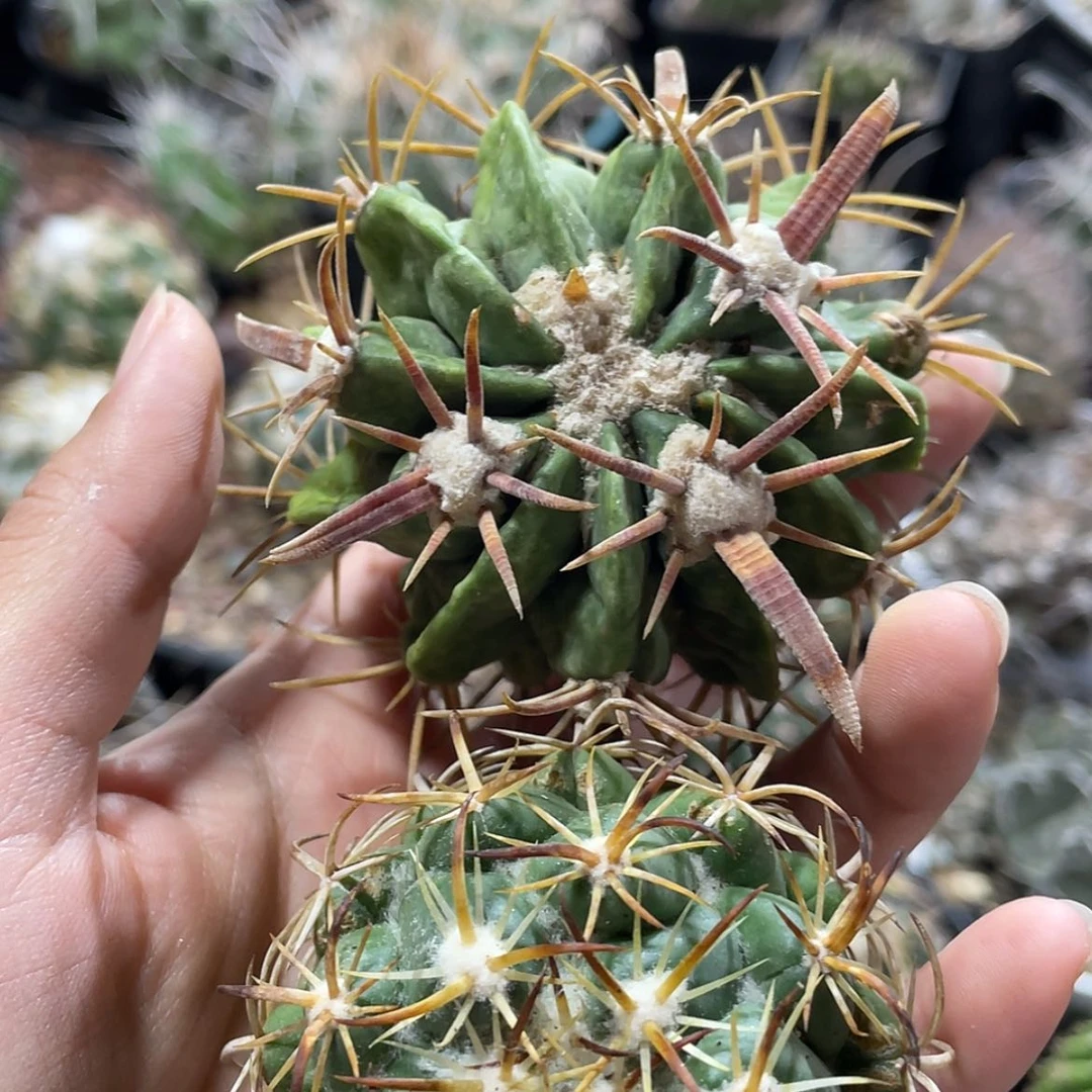 【闪购商品】组合冒根芽微瑕666