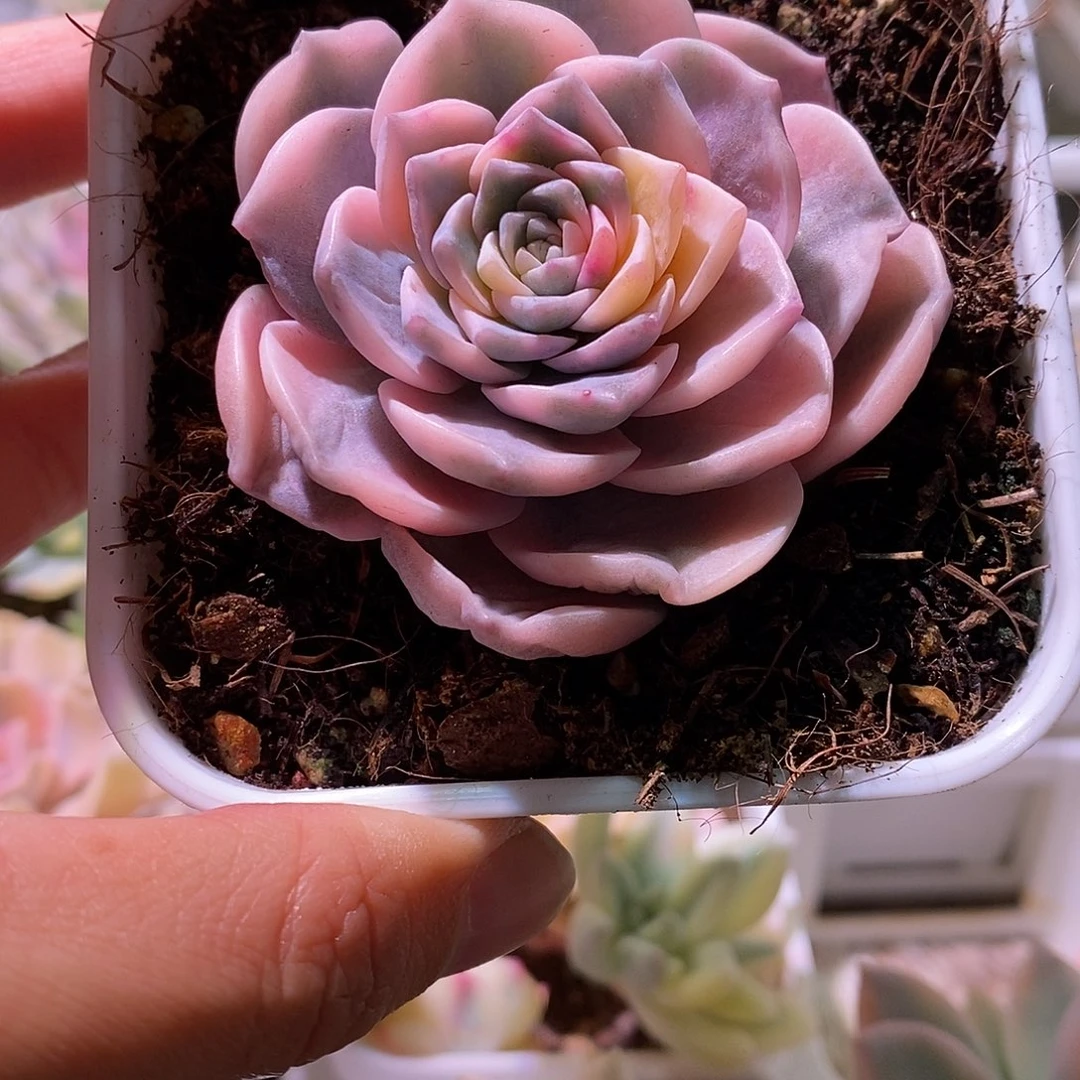 安娜玫瑰锦多肉植物