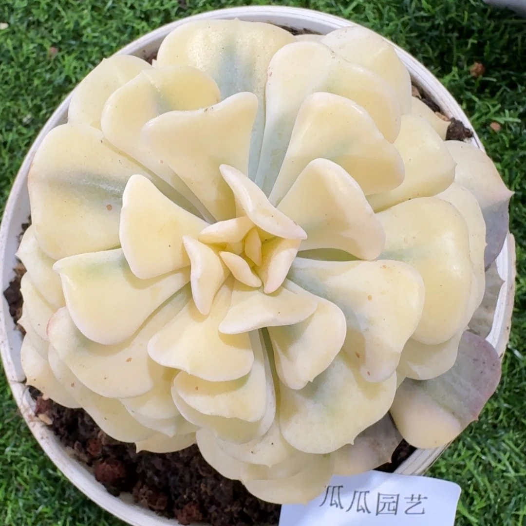 2927雪精灵锦多肉植物