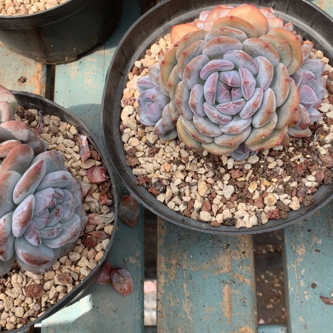 无花朵哈哈哈哈哈哈哈哈哈哈15