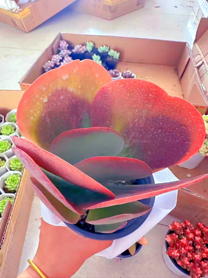 大唐印多肉植物 （满9.9元包邮发货）