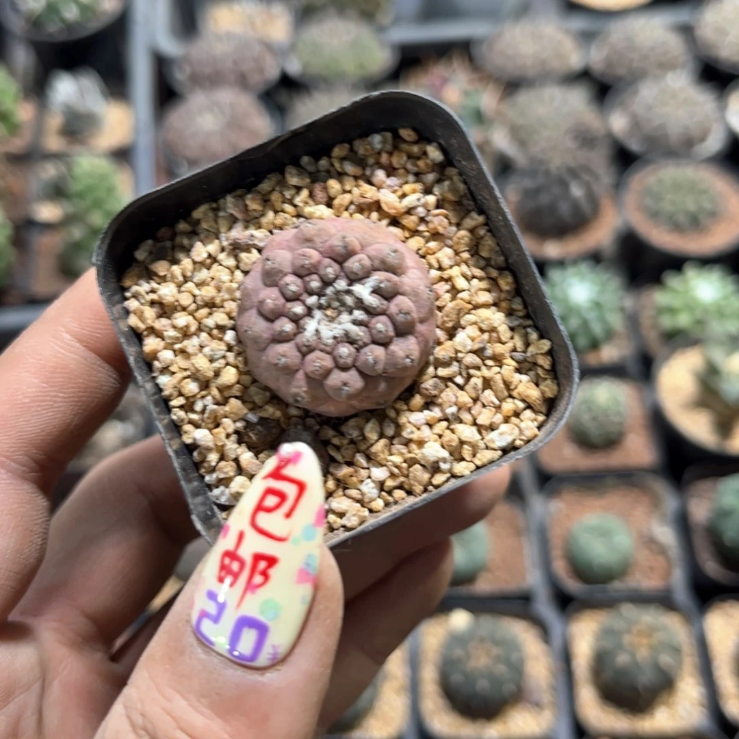 单头有仙人单头发货有根