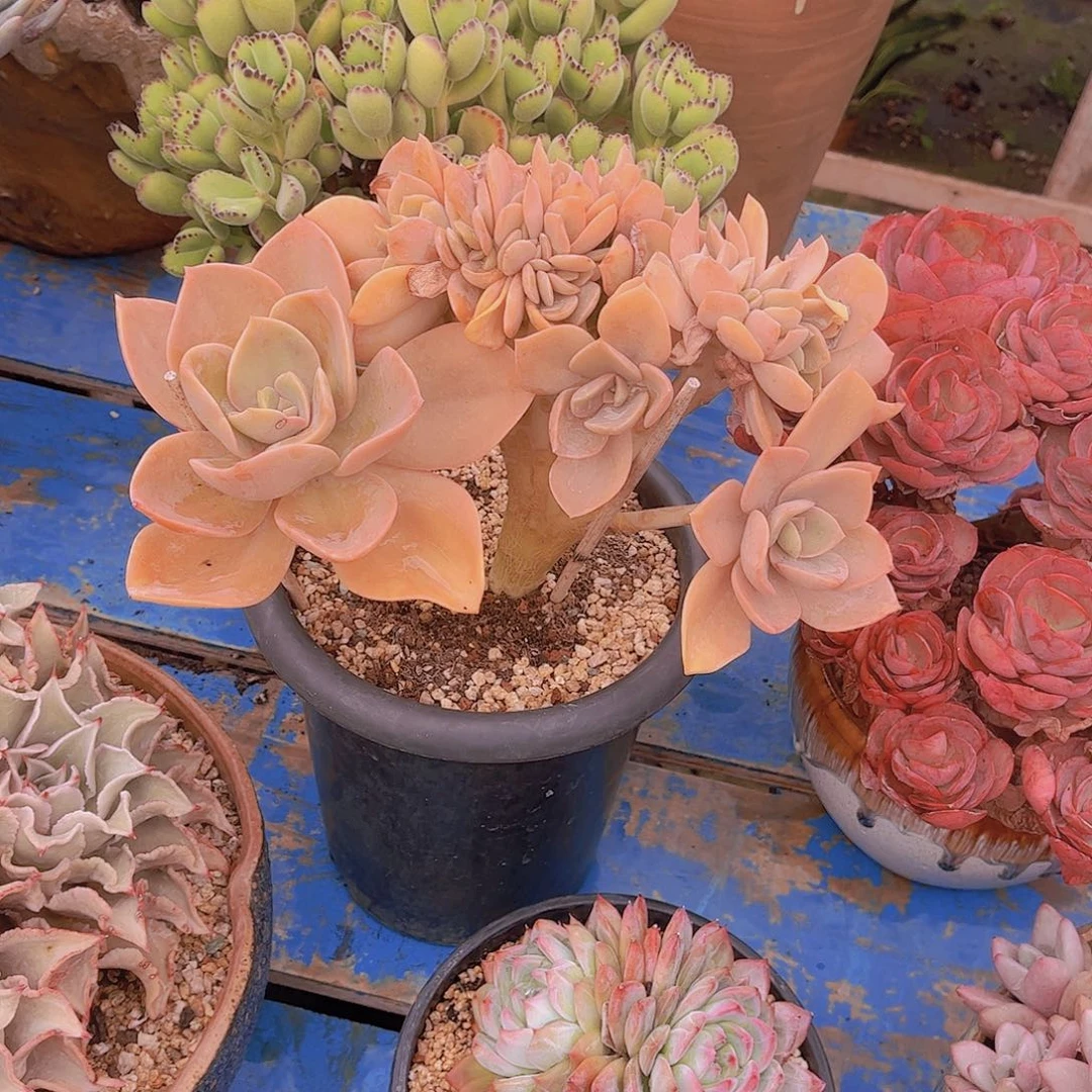 多肉老桩父母多肉老桩