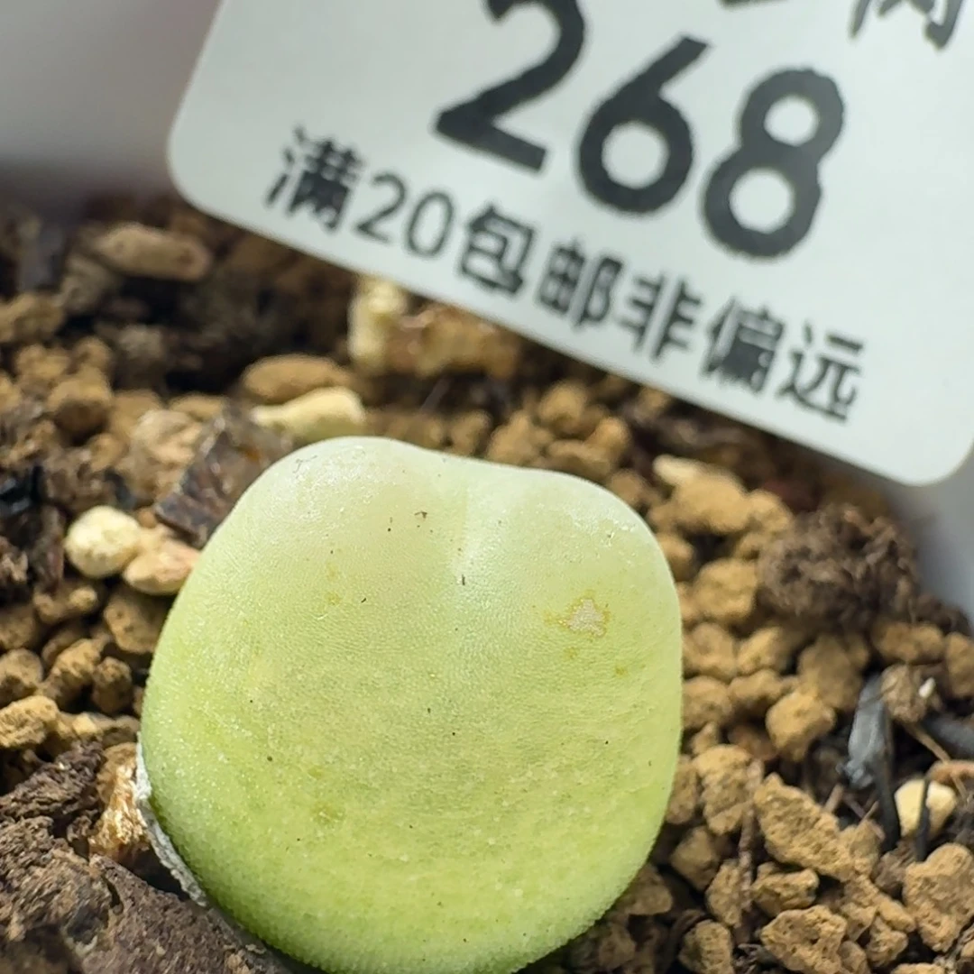 拉登1.4带盆土有瑕疵1200