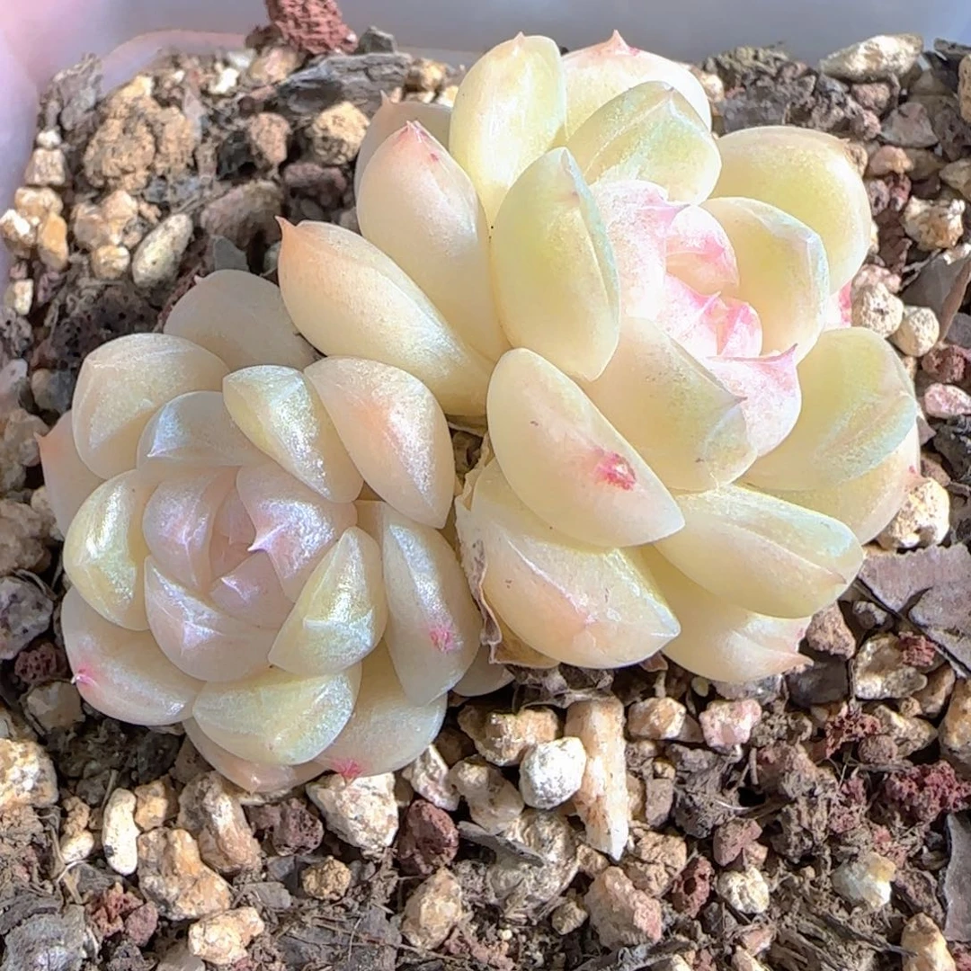 多肉1227-36白桃汽水双头