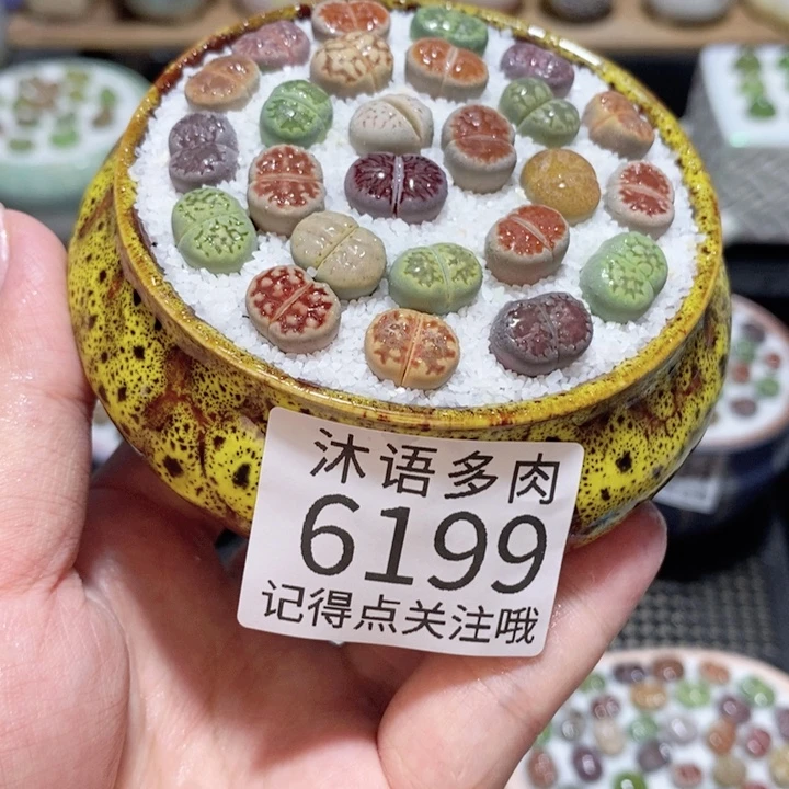 带盆土发货 精美盆栽6199