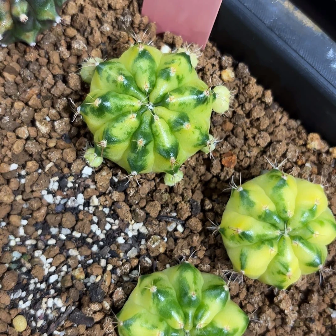 319-1012泰国发货多肉