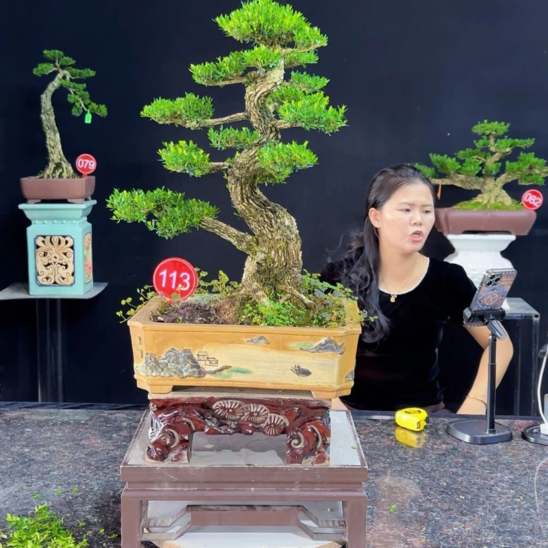 当前无花朵，栽培后可花朵