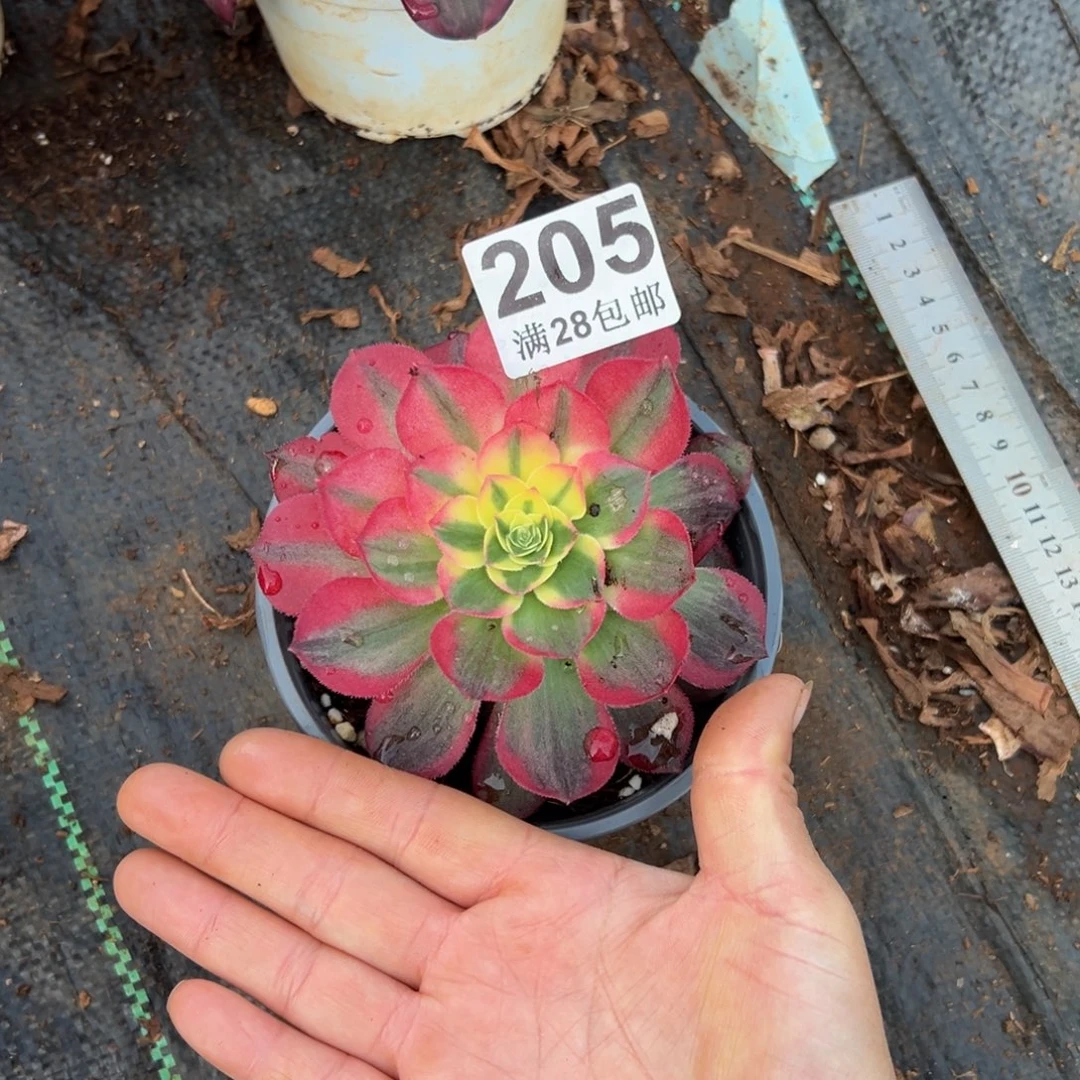 胡***子多肉植物205小单头
