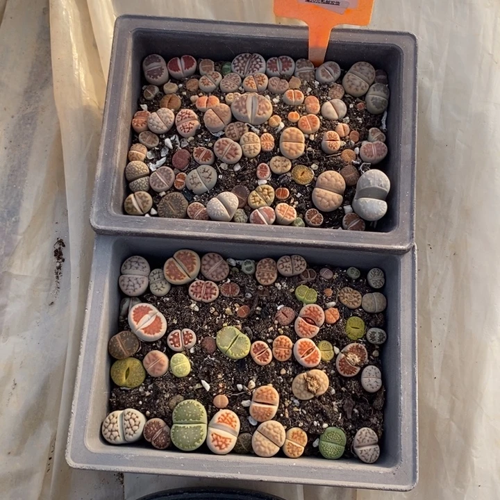 末***末生石花等植物的生长发育714