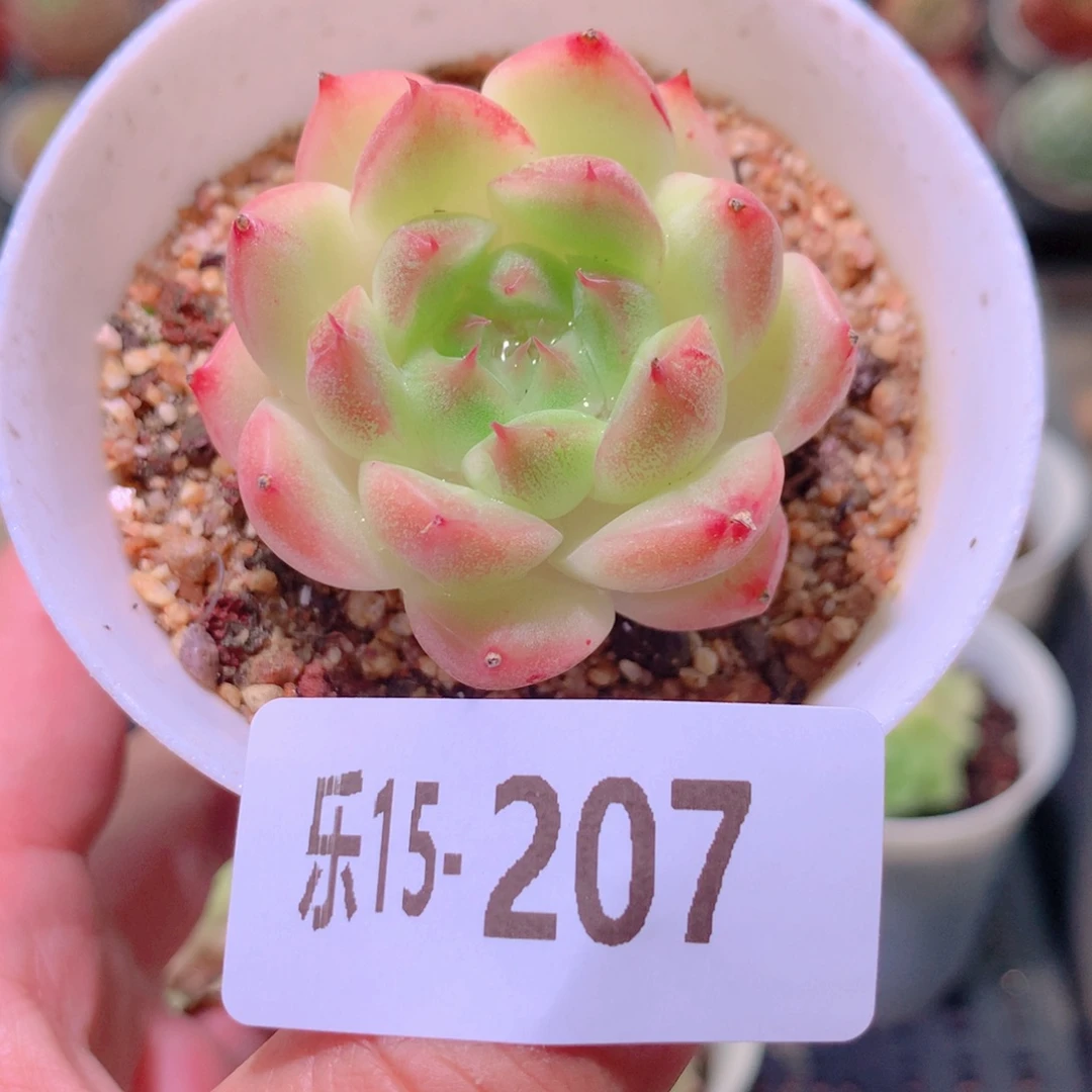 乐然15-207 麦秆单头