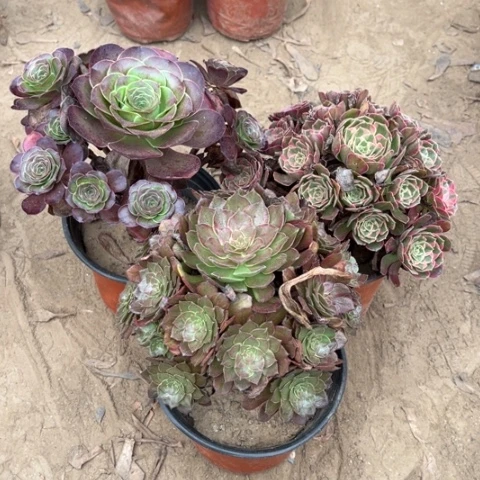 618多肉植物组合，
