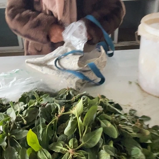 中国大陆农家种植的红根小菠菜二斤