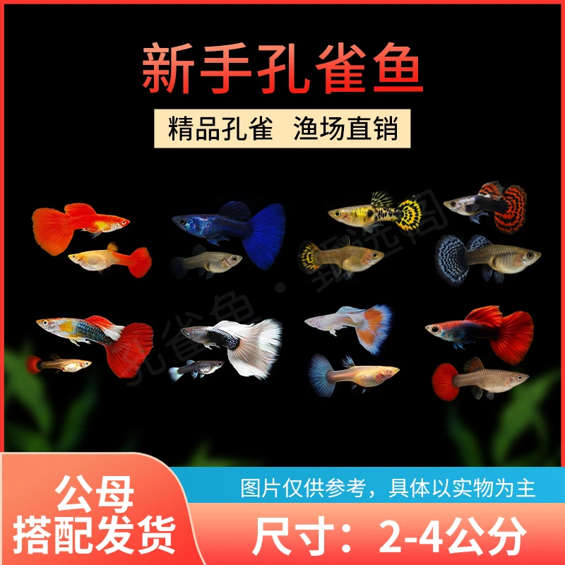 【精品孔雀鱼】好生好养又好看的能生小鱼的热带小型观赏鱼