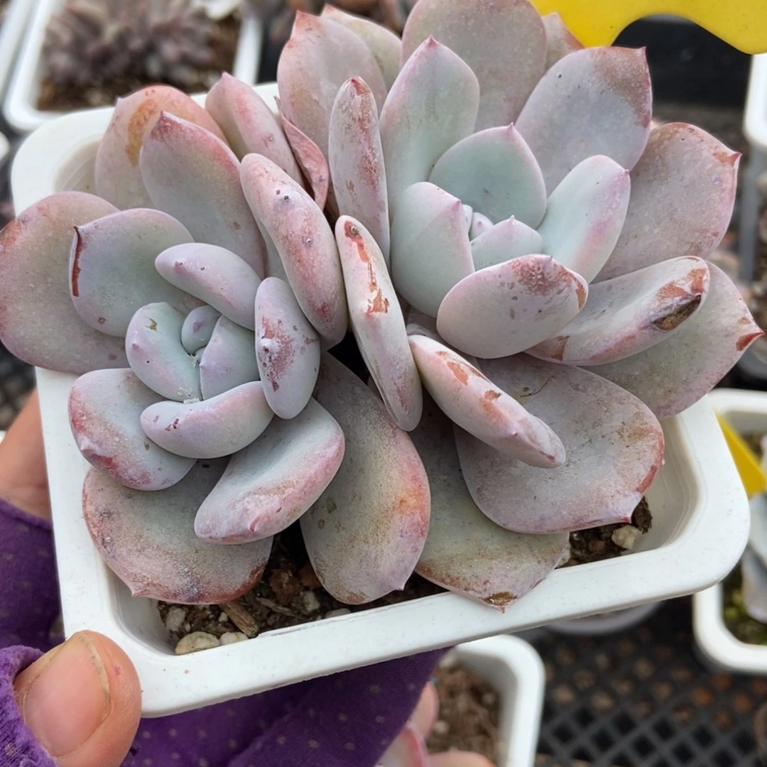 1866奶茶多肉植物