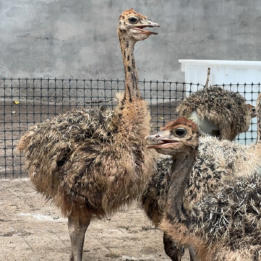 宠物文鸟斤35天顺丰包邮疫苗齐全