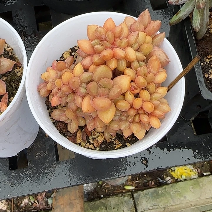 微***笑青蛙王子儿童牙膏套装11