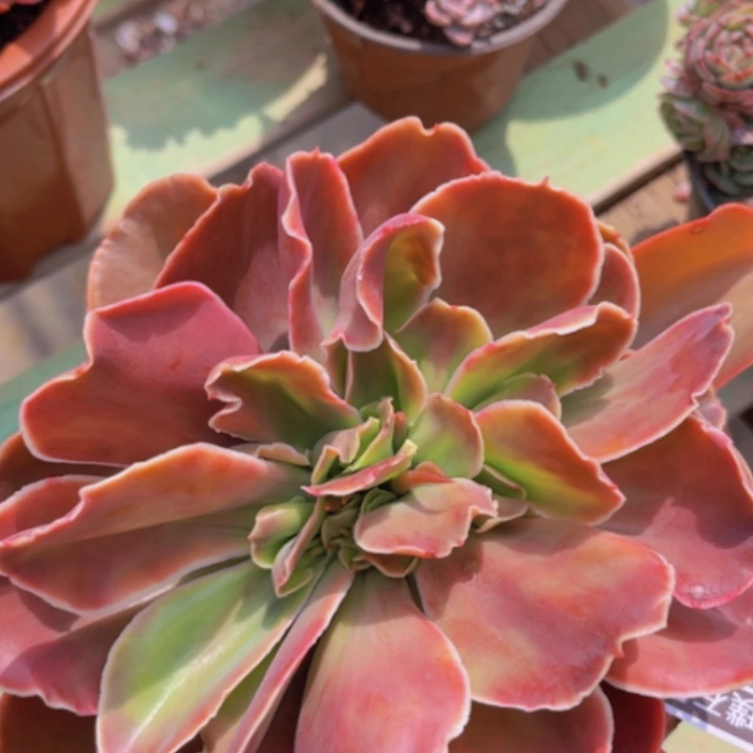 【闪购商品】红酒杯缀1770