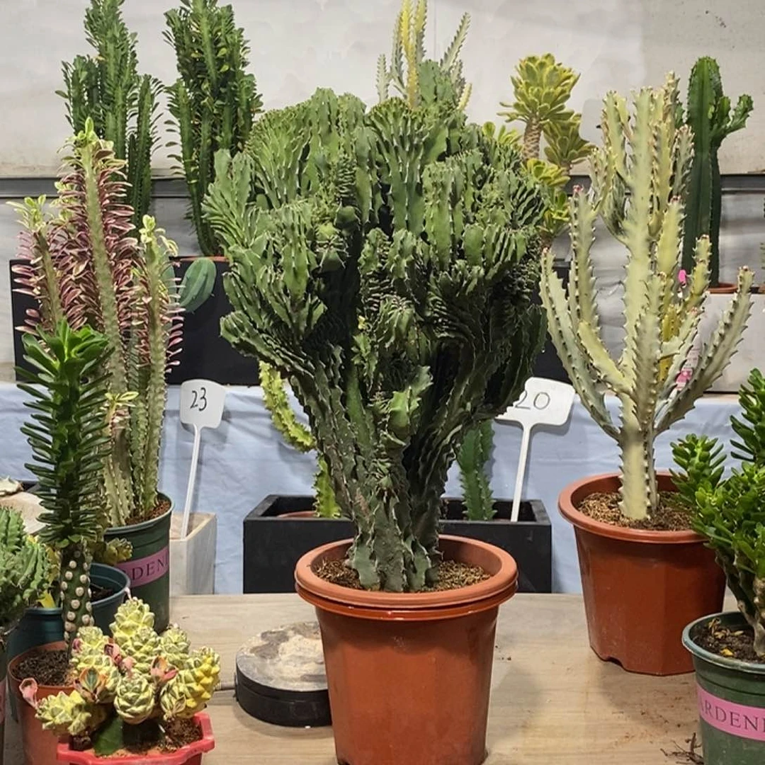 当前无花朵，栽培后可花朵春驹缀化一物一拍