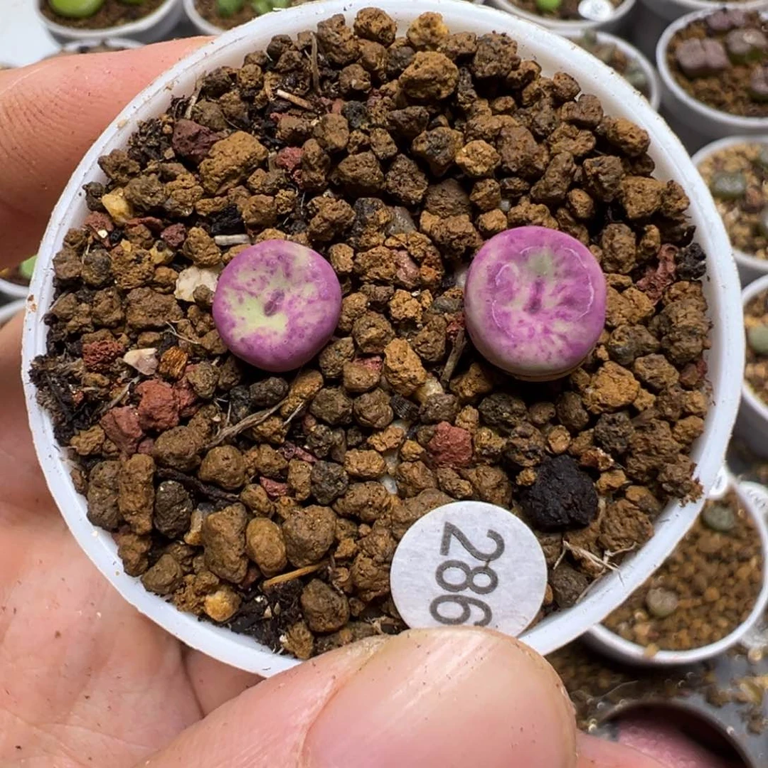 安**好427嘴两颗脱土286000