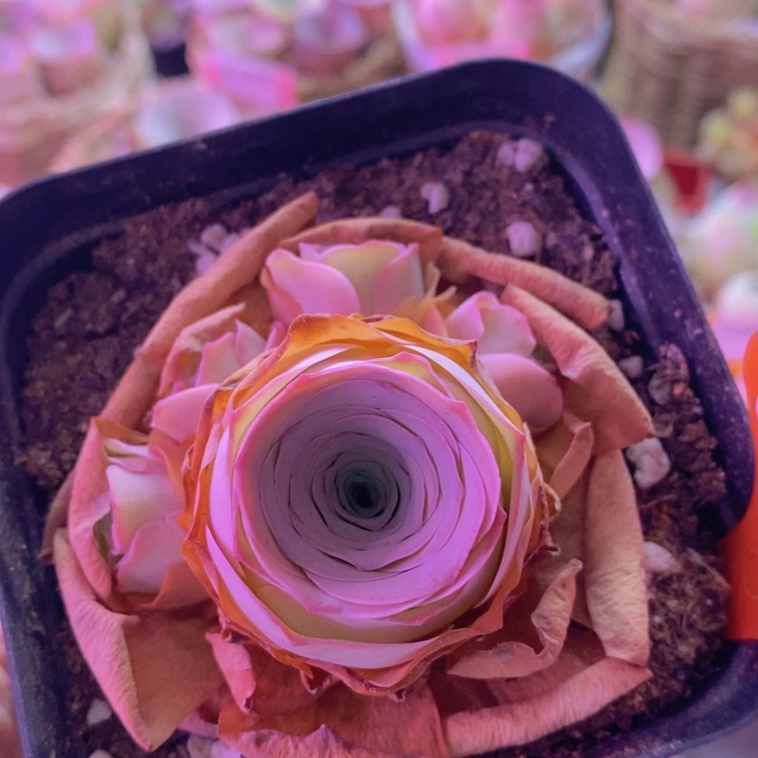 015山地玫瑰一物一拍