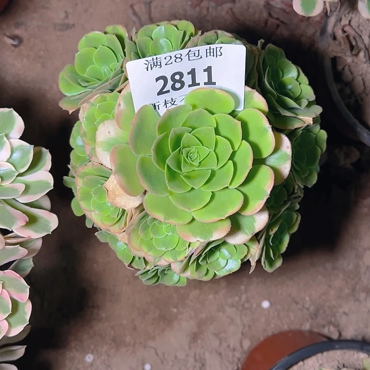 2811辛尼亚多肉植物