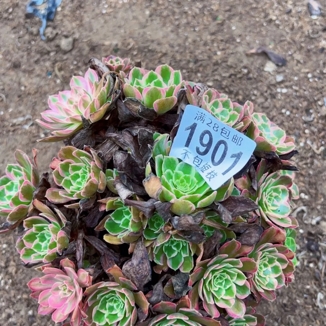 安娜多肉植物法师1901