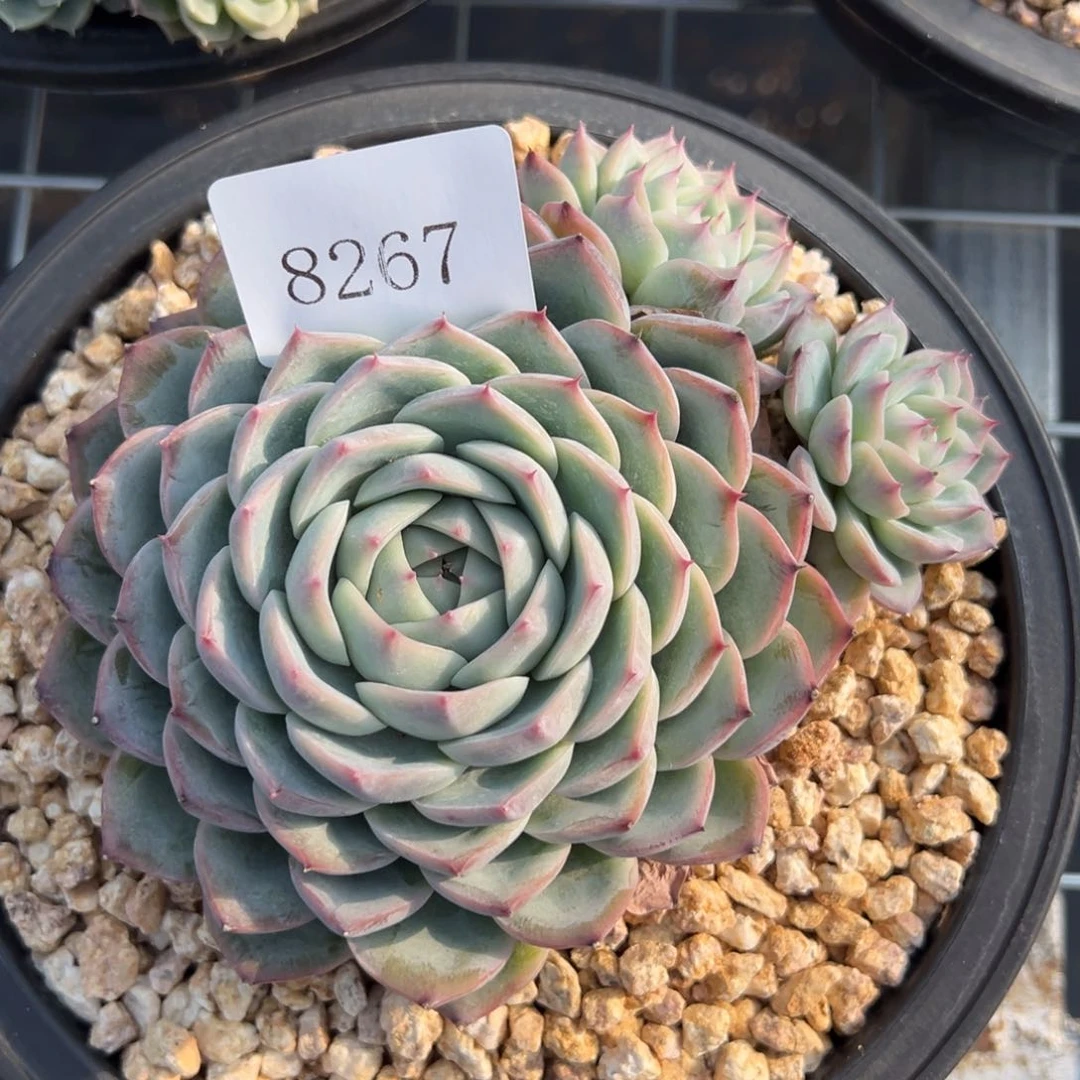 琳*8267多肉多多多啊