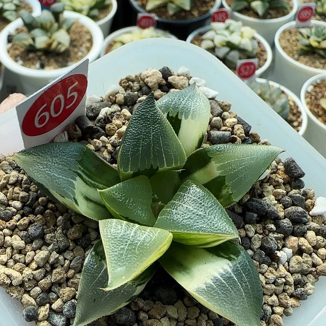 605号实生锦6.7左右一物一拍带盆土