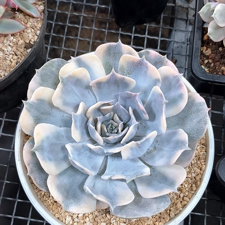 丽娜莲锦多肉植物的