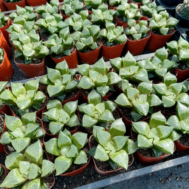 裹班若多肉植物一颗