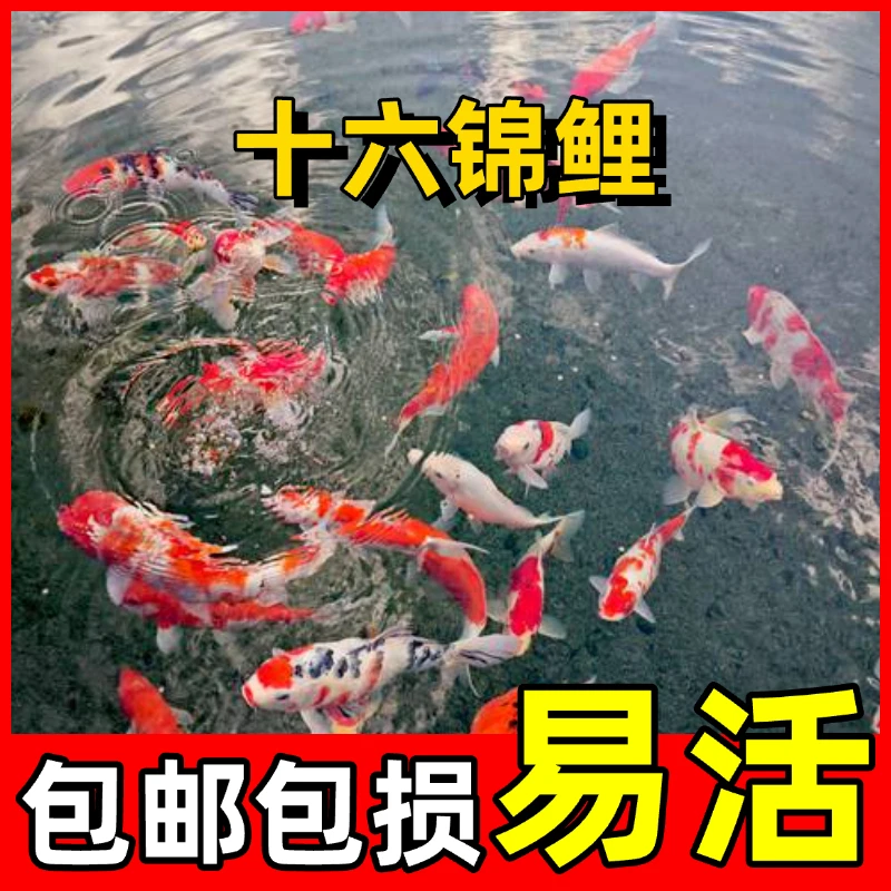 【20-23公分2条混色】红白三色昭和火鲤活体观赏鱼锦鲤组合观赏鱼