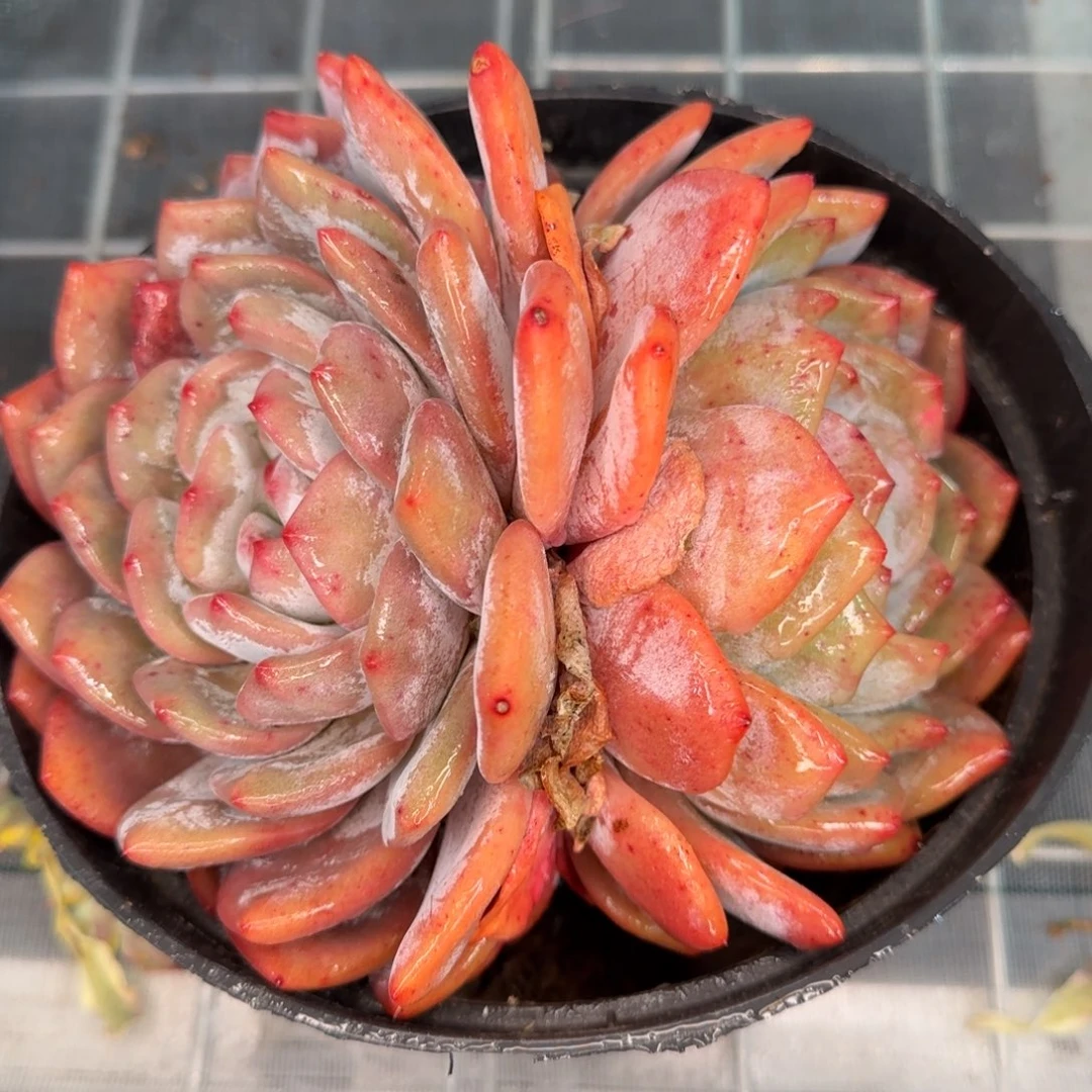 从前慢花园精选多肉凤橙
