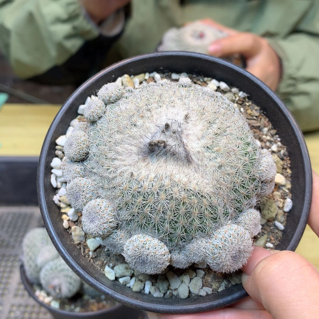 自根 乌月丸整体8公分起带盆土