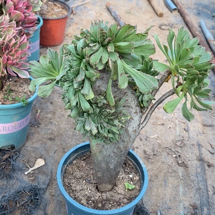 原始绿79多肉植物法师法师