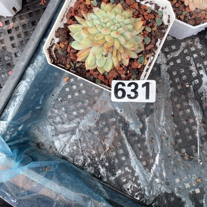 初*…多肉植物一物一拍