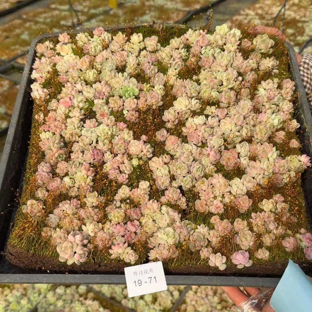 多肉杂交一物一拍19-71