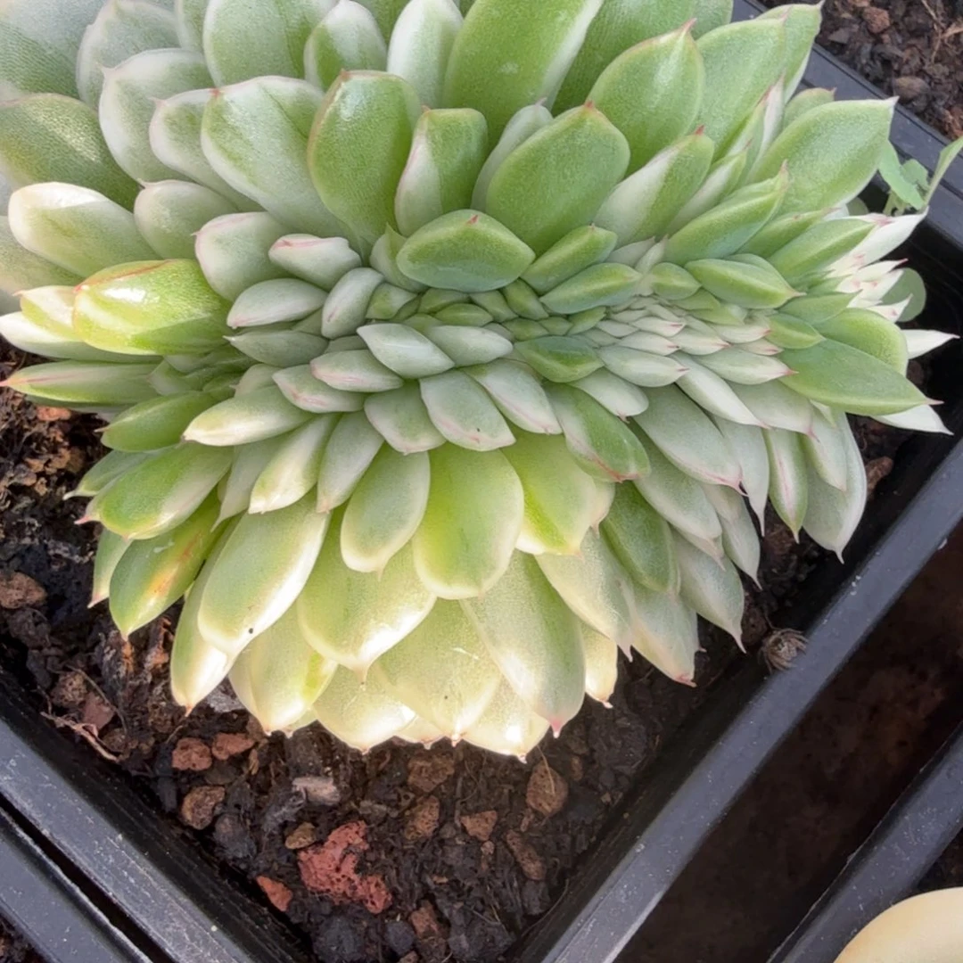 心***飞麦秆锦缀多肉锦植物
