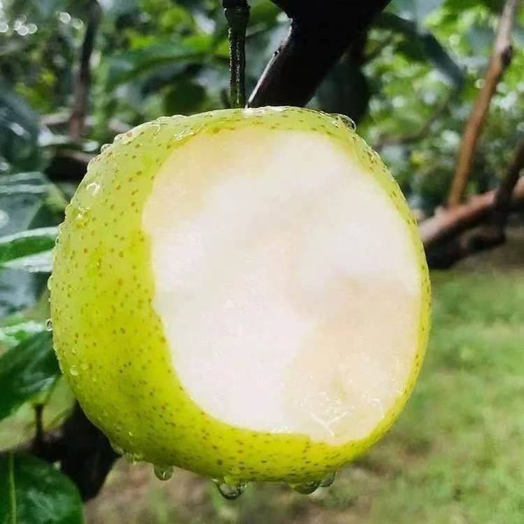 正宗砀山翠冠梨蜜梨新鲜应季水果脆甜多汁现摘现发5斤带箱孕妇