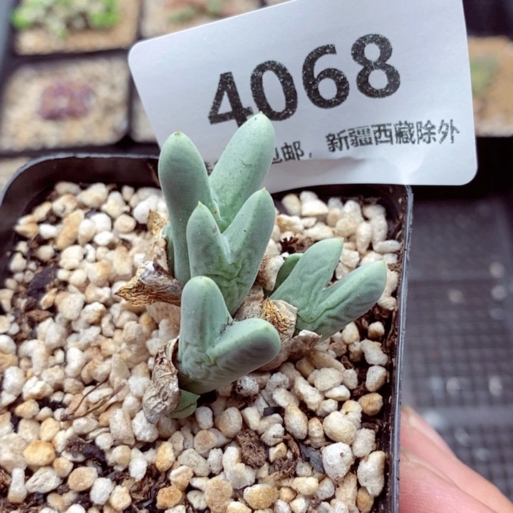 4068。