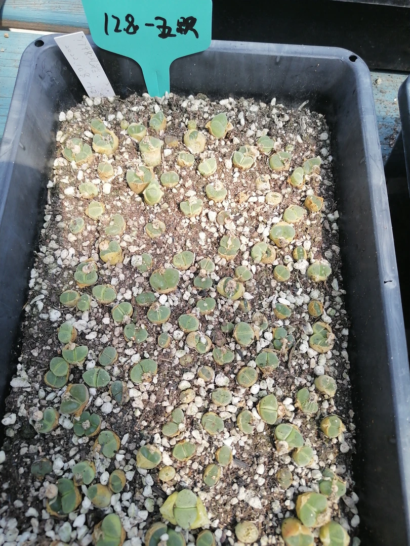 老白多肉，1798绿风铃，冰风铃