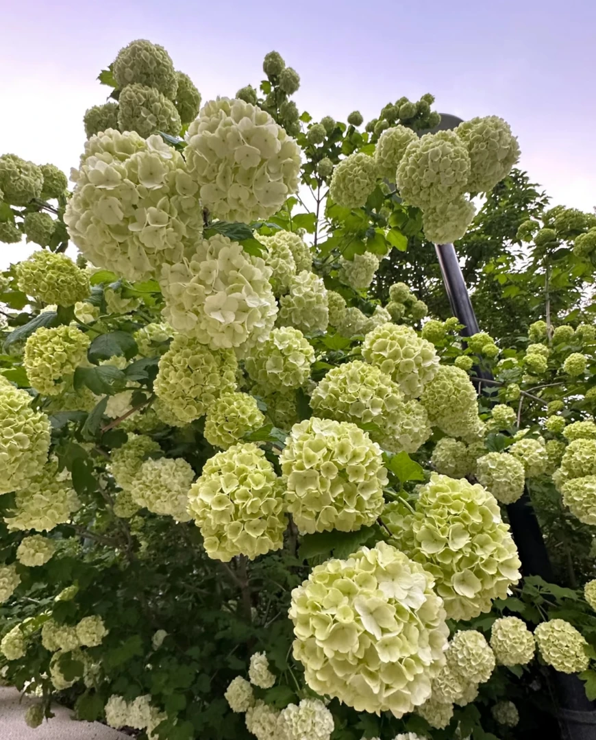 【老董甄选】欧洲木绣球 复古渐变大花绣球盆栽绿植