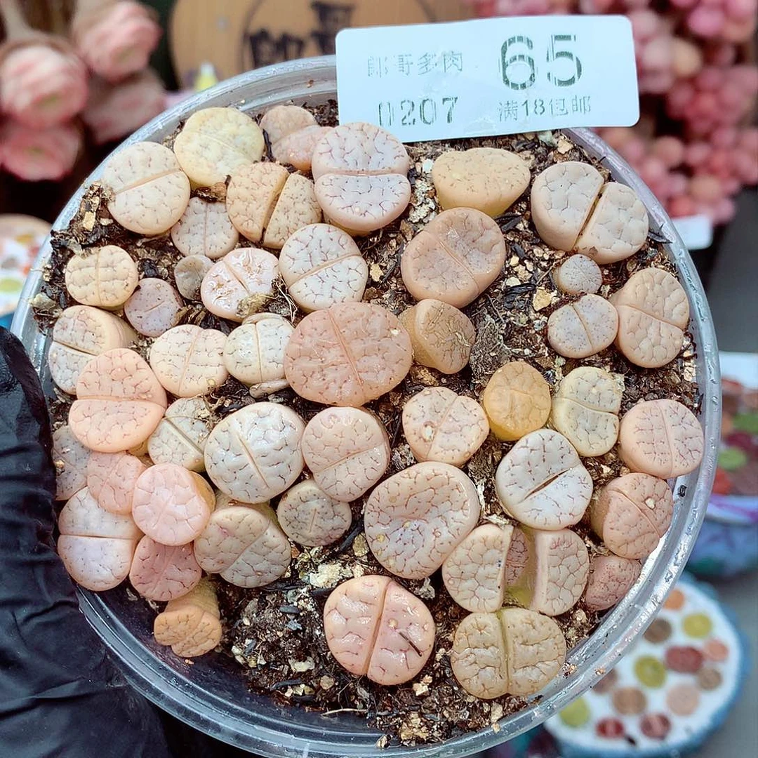 生石花满18包邮7-65