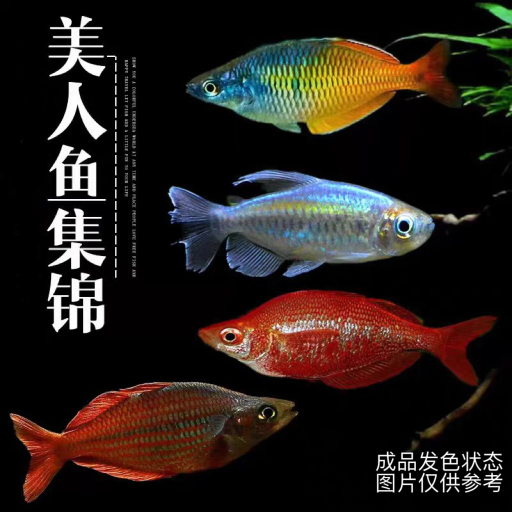 刚果美人石美人苹果美人等小型群游热带观赏鱼活体
