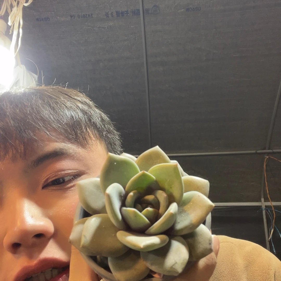 德国香槟满20包邮脱土发货